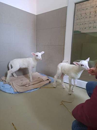 TierschutzhundeStammtisch🐕-Beitrag-Bild