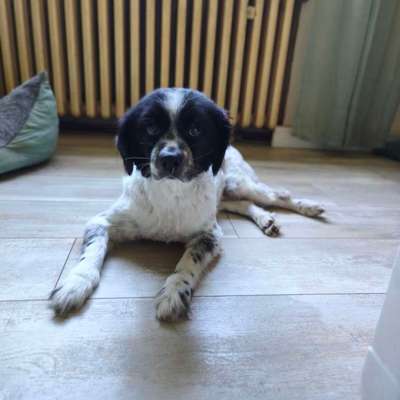 TierschutzhundeStammtisch🐕-Beitrag-Bild