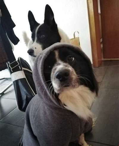 Fotochallange nr. 106
Der geschmückte Hund.-Beitrag-Bild