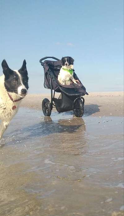 154. FotoChallenge * AUFS BILD GEMOGELT *-Beitrag-Bild