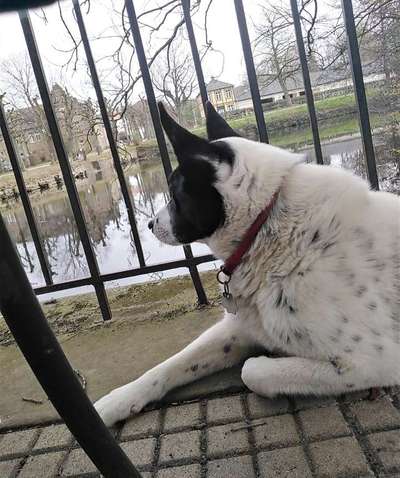 Dogorama Photo Challenge - Brücken-Beitrag-Bild