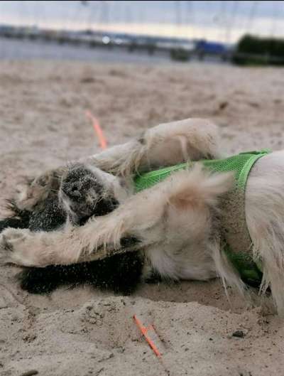 Dogorama Photo Challenge - Tricks, Tricks & Tricks!-Beitrag-Bild