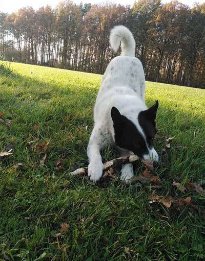 Dogorama Photo Challenge - Apportieren-Beitrag-Bild