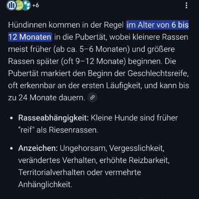 TierschutzhundeStammtisch🐕-Beitrag-Bild