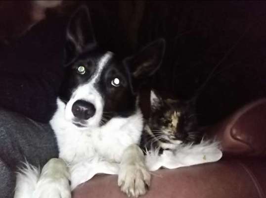 Fotochallange Nr.53 "HALLOWEEN"-Beitrag-Bild