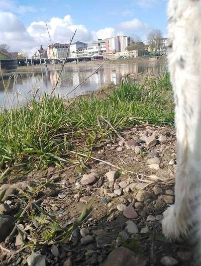 Die wunderschöne Welt mit Hund.-Beitrag-Bild