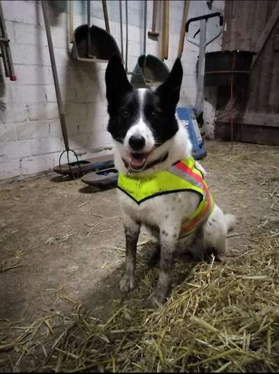 TierschutzhundeStammtisch🐕-Beitrag-Bild