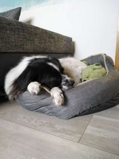 TierschutzhundeStammtisch🐕-Beitrag-Bild