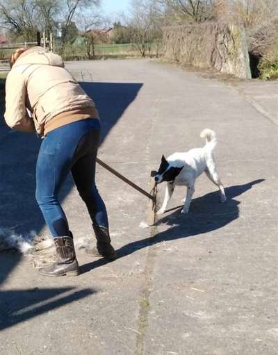 FOTO CHALLENGE 77 - Dein Hund im Spiel-Beitrag-Bild