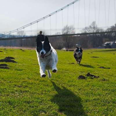 TierschutzhundeStammtisch🐕-Beitrag-Bild