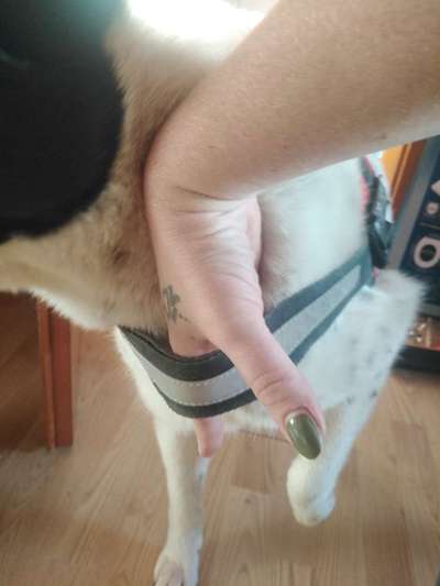 TierschutzhundeStammtisch🐕-Beitrag-Bild