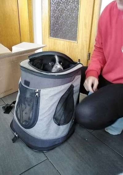 TierschutzhundeStammtisch🐕-Beitrag-Bild