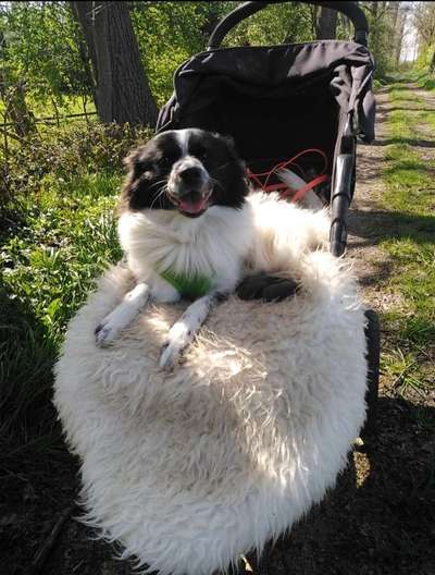 Auslandstierschutz-Beitrag-Bild