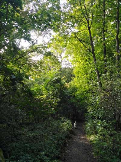 TierschutzhundeStammtisch🐕-Beitrag-Bild