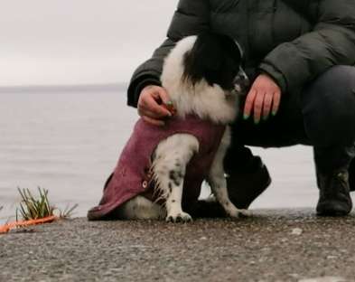 Hundekleidung - Top oder Flop-Beitrag-Bild