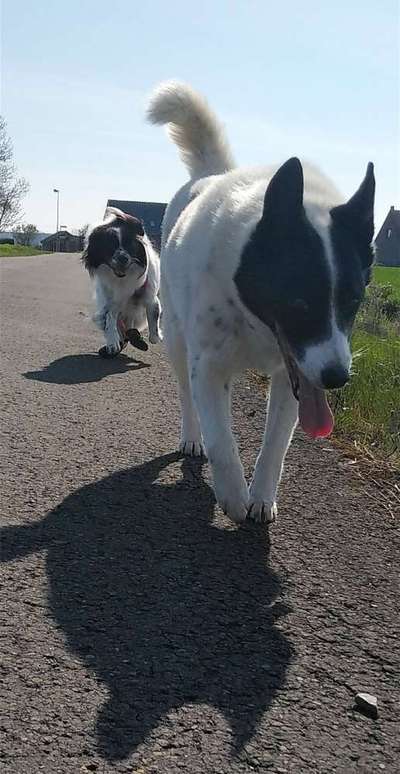 Dogorama Photo Challenge - Details Ganz nah-Beitrag-Bild