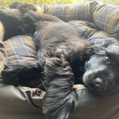 Hundetreffen-Hundetreffen, Spielen, Welpentreffen, Gassirunde-Bild