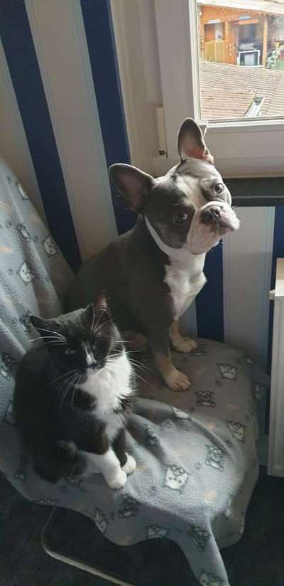 Bester Freund, Hundekumpel - zeigt her!-Beitrag-Bild