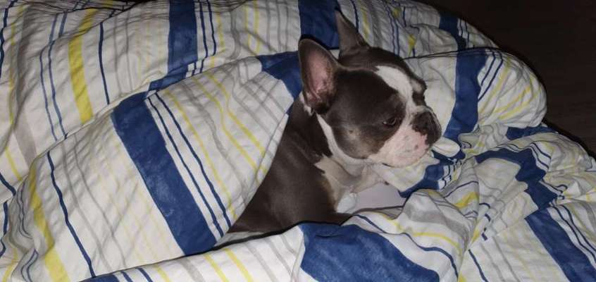 Bester Freund, Hundekumpel - zeigt her!-Beitrag-Bild