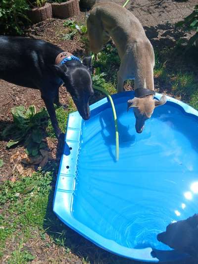 Hundetreffen-Spazieren mit Leine-Bild