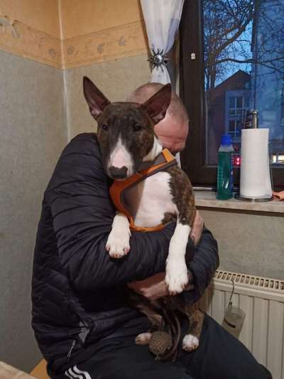 Miniatur Bull Terrier-Beitrag-Bild