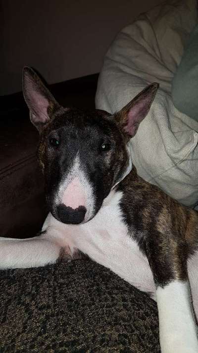 eure Spitznamen für die Vierbeiner-Beitrag-Bild