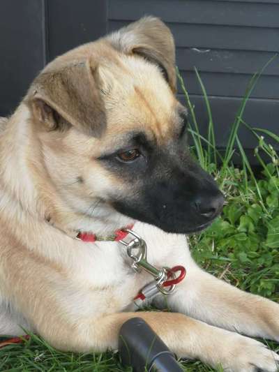 Dogorama Photo Challenge - Hundeblick zum hinschmelzen-Beitrag-Bild