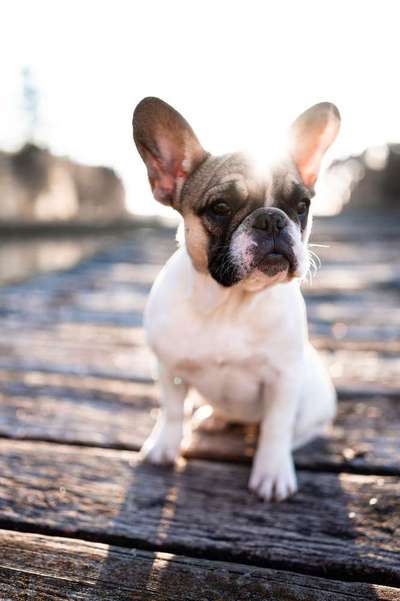 Dogorama-Monats-Challenge-Mai "Wasser"-Beitrag-Bild