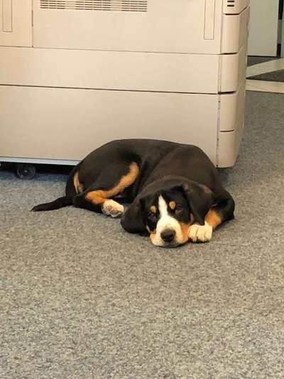 Appenzeller Sennenhunde-Beitrag-Bild