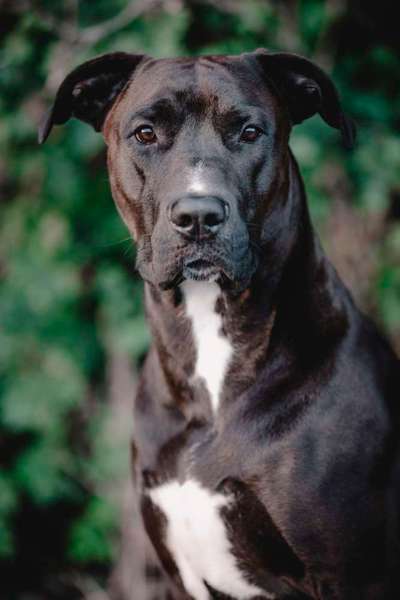 Mischlingshunde Foto Aufruf-Beitrag-Bild