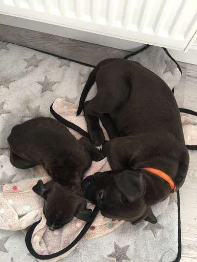 Ist mein Junghund schon GROß?-Beitrag-Bild