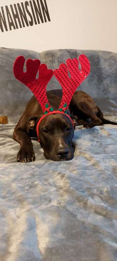 Challenge Nr. 8  Dein Hund im Weihnachtslook-Beitrag-Bild