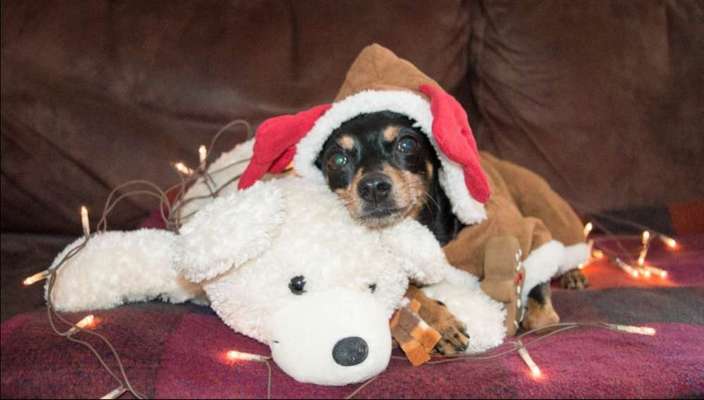 Winteroutfit für Hunde, yey or nej-Beitrag-Bild