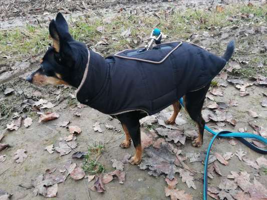 Winteroutfit für Hunde, yey or nej-Beitrag-Bild