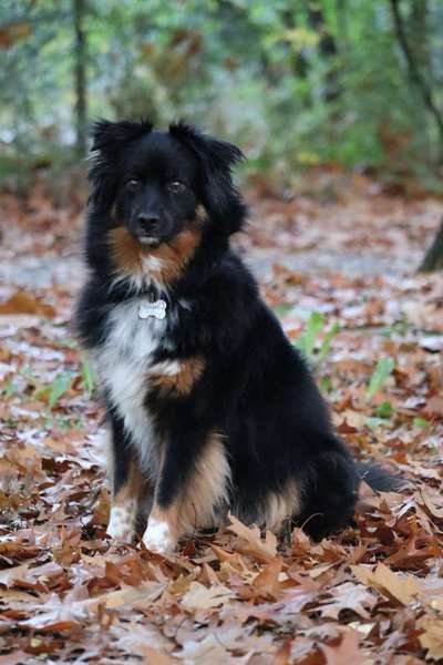 Mischlinge - wo habt Ihr Eure gefunden?-Beitrag-Bild