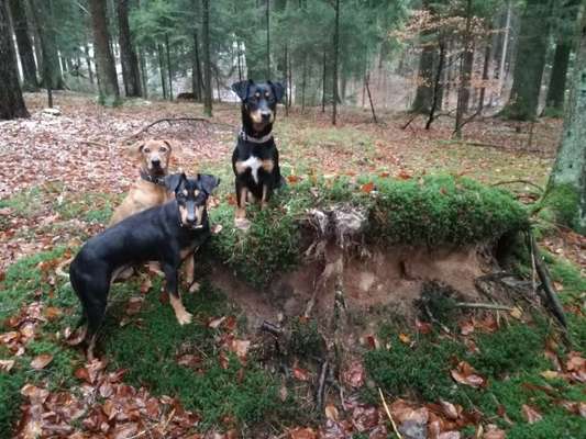 Welche Hunderasse-Beitrag-Bild