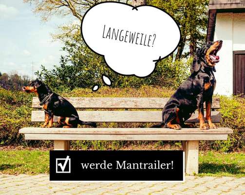 Hundetreffen-Mantrailing-Bild