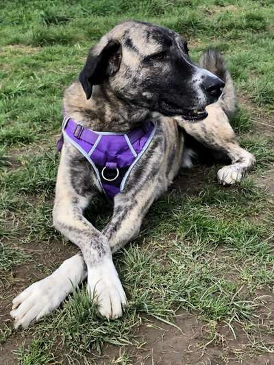 Auslandstierschutz-Beitrag-Bild