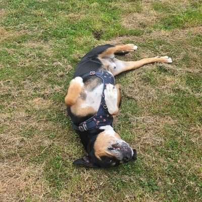 Hundetreffen-Spike sucht Spielkameraden zum Spielen im Garten-Bild