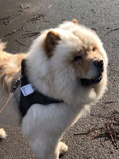 Die Dogorama Wochen Challenge-Beitrag-Bild