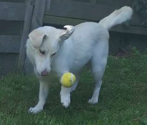 Wie kamst du zu deinem Hund?-Beitrag-Bild