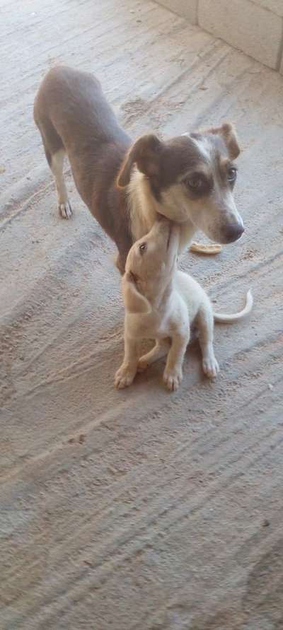 Wie kamst du zu deinem Hund?-Beitrag-Bild