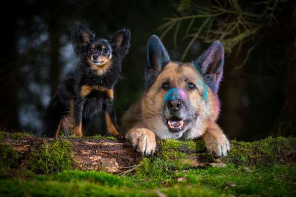 Dogorama Photo Challenge - Einmal lächeln bitte-Beitrag-Bild