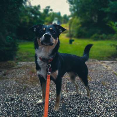 Hundetreffen-Socialwalk-Profilbild