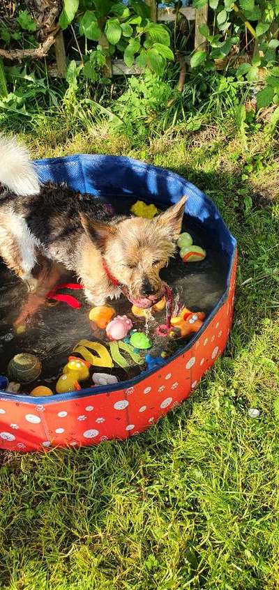 Dogorama Photo Challenge - Apportieren-Beitrag-Bild