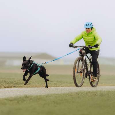 Hundetreffen-Zughundesport- Training-Bild