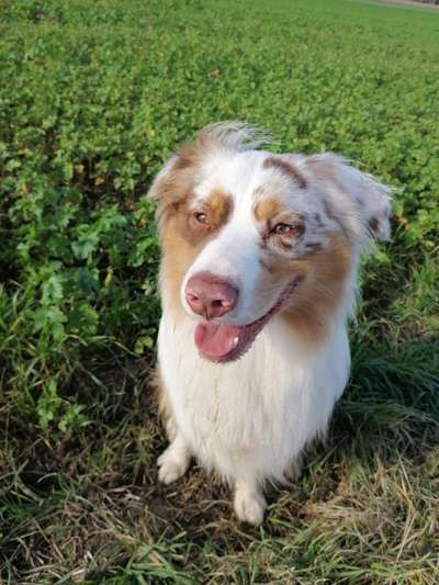 Hundetreffen-🤩 Trainingsbuddy-Bild