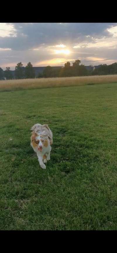 Hundeauslaufgebiet-Wolfenbüttel Exer-Bild