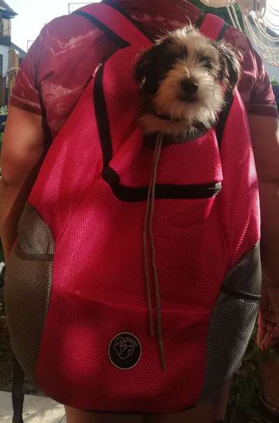 Die Dogorama Wochen Challenge-Beitrag-Bild