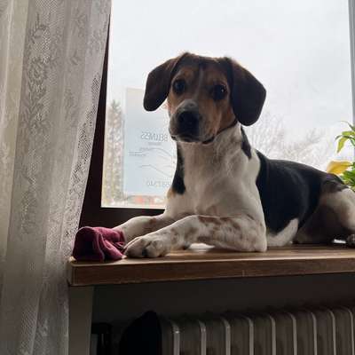 Hundetreffen-Gemeinsame Spaziergänge/ Training-Bild